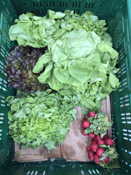 新鲜的蔬菜沙拉和萝卜图片下载