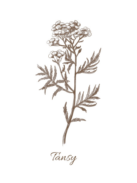 药用植物艾菊图片下载