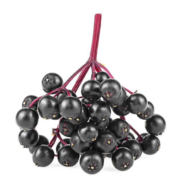 在白色的背景上孤立的森林黑sambu的枝在红色的小枝上。有机接骨木。欧洲黑接骨木果实。图片下载