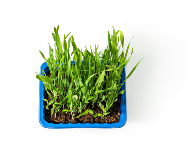 盆栽绿色草室内猫孤立的白色背景。新鲜的有机燕麦芽生长在一个蓝色的塑料容器里。发芽谷物幼苗。复活节用的燕麦芽。图片下载