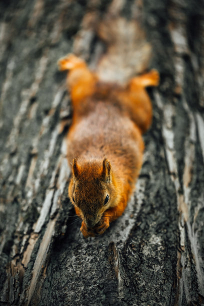 松鼠在树上吃坚果，有纹理的树皮背景图片下载