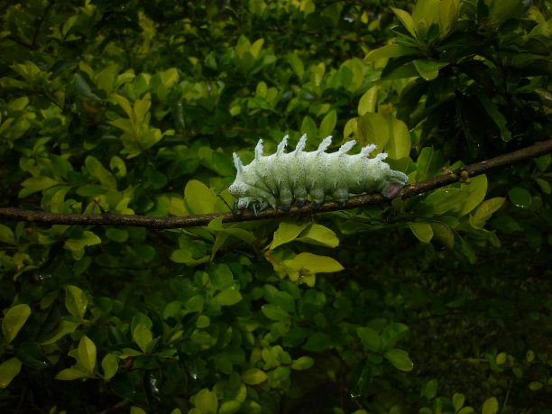 毛毛虫穿过树枝图片下载