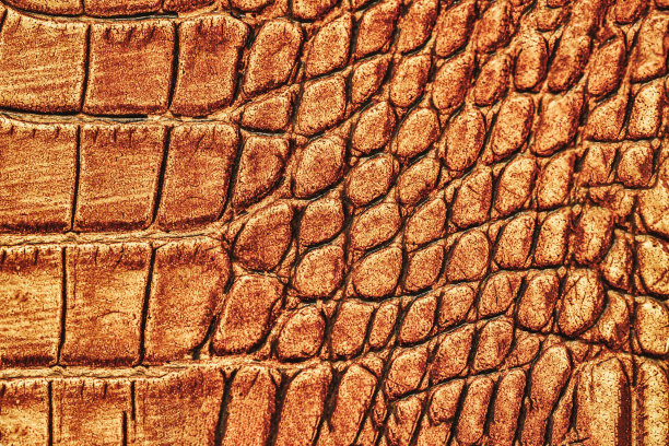 抽象爬行动物纹理特写，异国情调的时尚背景图片下载