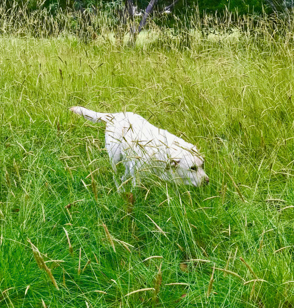 长草里的拉布拉多寻回犬图片下载