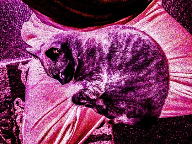 睡觉的猫图片下载