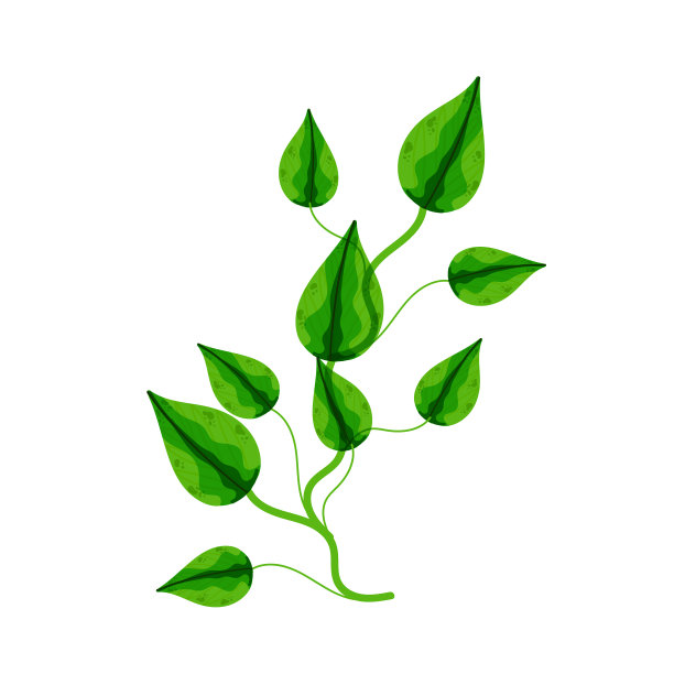 室内植物epipremum自制花图片下载