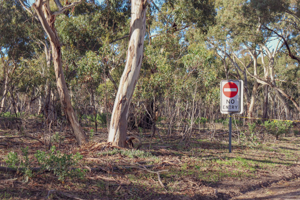 阳光下的澳大利亚丛林，没有入口标志图片下载