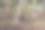 阳光下的澳大利亚丛林，没有入口标志图片下载
