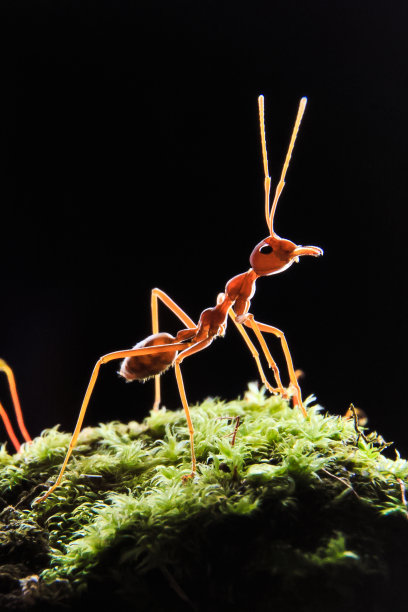蚂蚁或欧乔菲拉祖母绿图片下载