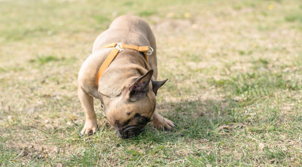 可爱的法国斗牛犬站在花园的肖像图片。图片下载