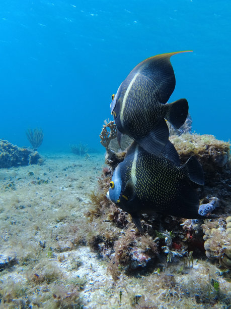 法国神仙鱼夫妇在加勒比海，科苏梅尔，墨西哥图片下载