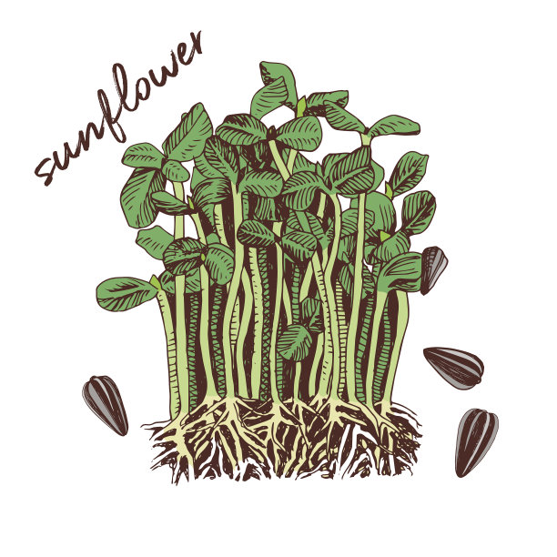 手绘向日葵微绿健康食品图片下载