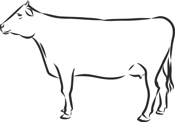牛孤立在白色手绘图片下载