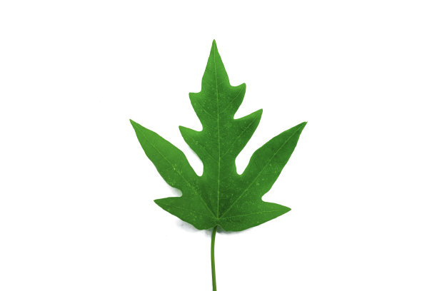 番木瓜的叶子是病叶，呈绿色，番木瓜的叶子背景为白色。图片下载