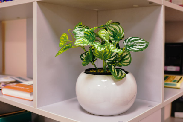 用塑料做的绿色植物放在书架上的花盆里图片下载