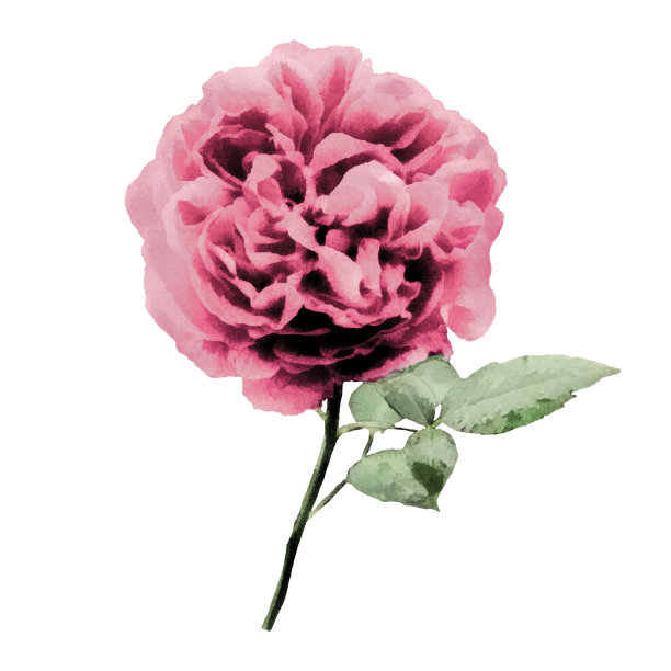 孤立在白色背景上的粉红色玫瑰。水彩插图图片下载
