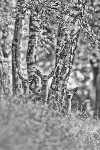 林地中母鹿的黑白肖像(Cervus elaphus)图片下载