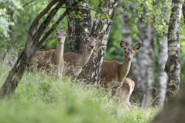 林地中的母马鹿(Cervus elaphus)图片下载