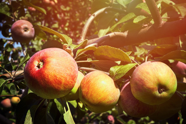 苹果园的树枝上挂着闪闪发光的美味苹果图片下载