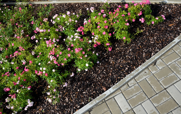 地被蔷薇的特点是生长紧凑、低矮。芽可能是直立的最初，但很快蔓延到表面，有时形成更长的躺卷须。图片下载