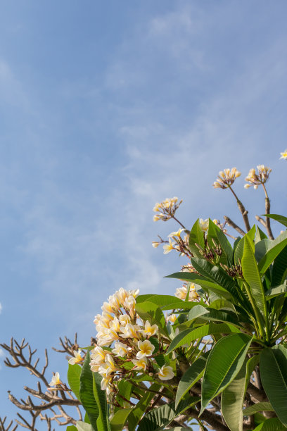 鸡蛋花在树上点缀着美丽的蓝天图片下载