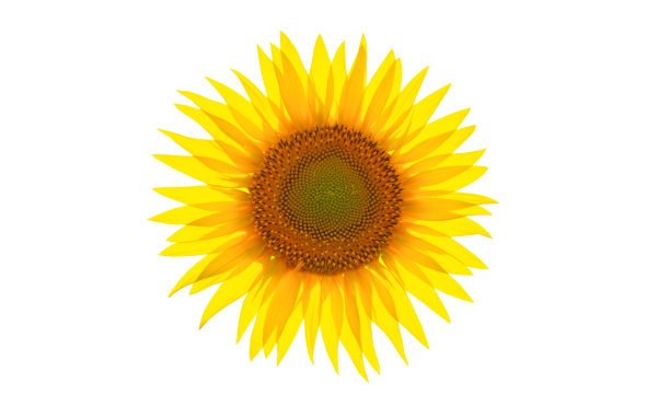 向日葵花孤立地生长在白色背景上。图片下载