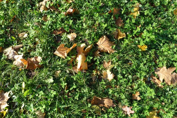 11月的枫叶和绿叶图片下载