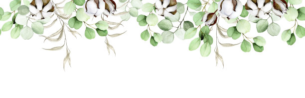 水彩无缝边界，框架，横幅与桉树叶，棉花花和干燥的草本孤立在白色的背景。秋天精致的印花、图案。图片下载