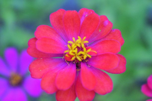 红色的花瓣图片下载