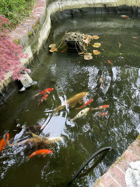 一个巨大的锦鲤池被抽干和清洁，而锦鲤游泳在剩余的水图片下载