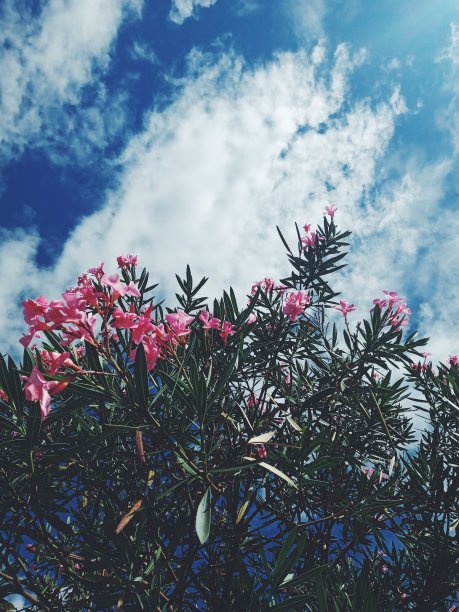 下午天空上美丽的粉红色花朵图片下载