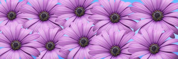 鲜紫色雏菊在淡蓝色背景上。图片下载