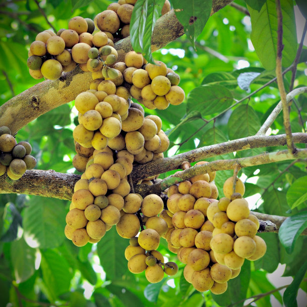 从伍伦贡附近来的图片下载