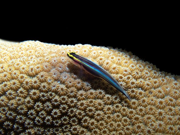 鲨鱼虾虎鱼(霓虹虾虎鱼)图片下载