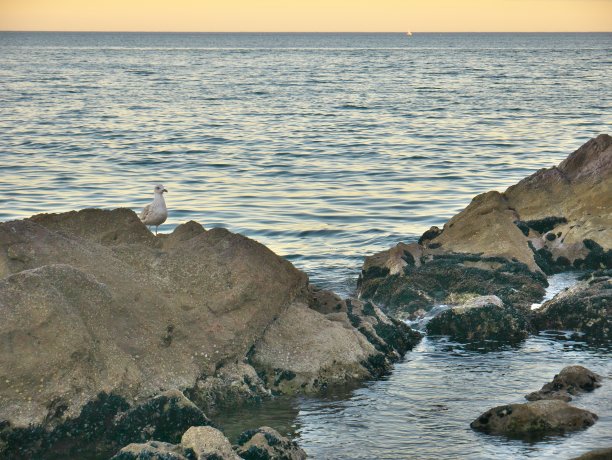 日落时，一只海鸥在岩石上的照片，背景是大海图片下载