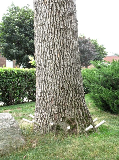 自然……“翡翠白蜡蛀虫处理”图片下载