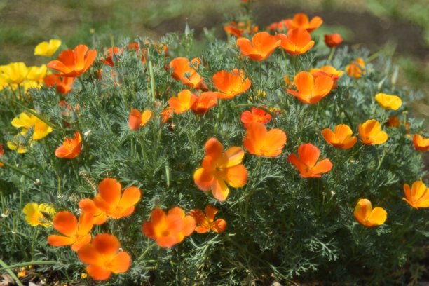 加州血吸虫红色和黄色花特写图片下载