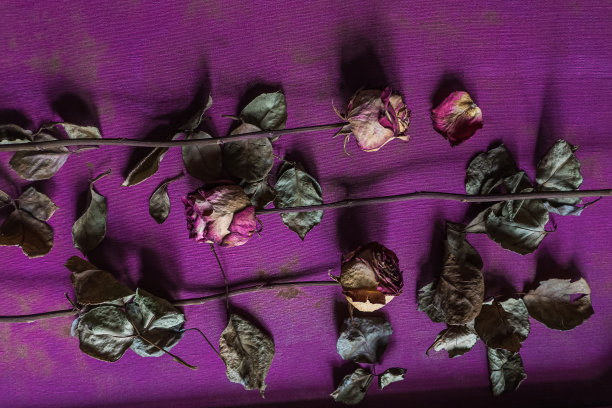 心情板框架干玫瑰在紫色纹理背景平lay图片下载