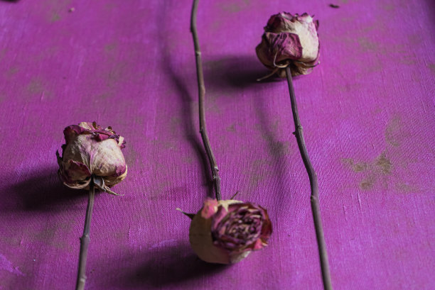 心情板框架干玫瑰在紫色纹理背景平lay图片下载