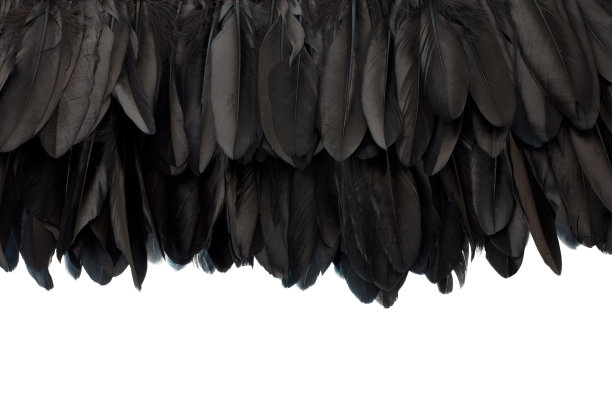 黑色羽毛纹理背景上的白色，裁剪路径图片下载