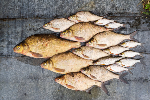 一群鱼在灰色的金属表面上被捕获。鲷鱼和蟑螂有各种尺寸可供选择。背景。图片下载