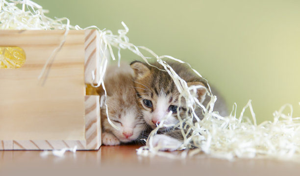 两只小猫在废纸上玩耍图片下载