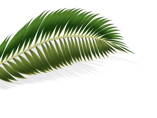 2d现实棕榈叶上的白色背景图片下载