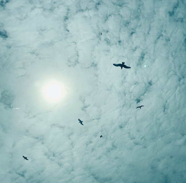 海鸥在英国飞行的剪影图片下载