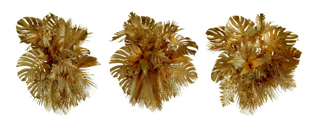 金叶热带植物灌木(Monstera，棕榈树，橡胶植物，松树，燕窝蕨)花卉布置室内花园自然背景孤立在白色背景泰国，修剪小路。图片下载