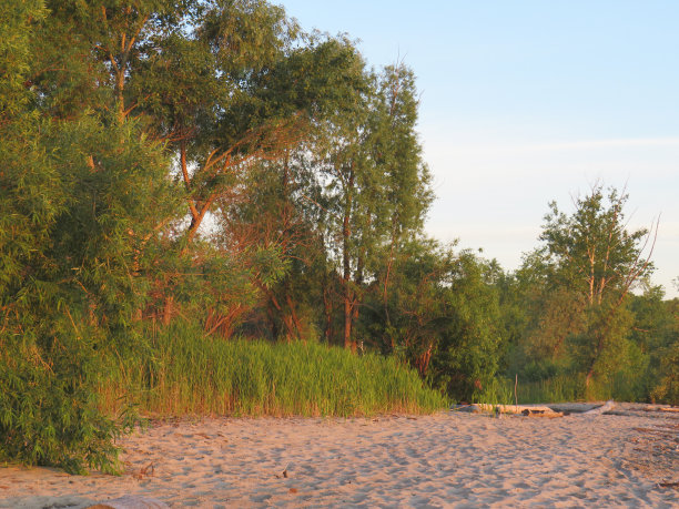 沙滩上的河边柳树在日落时变成了橙色图片下载