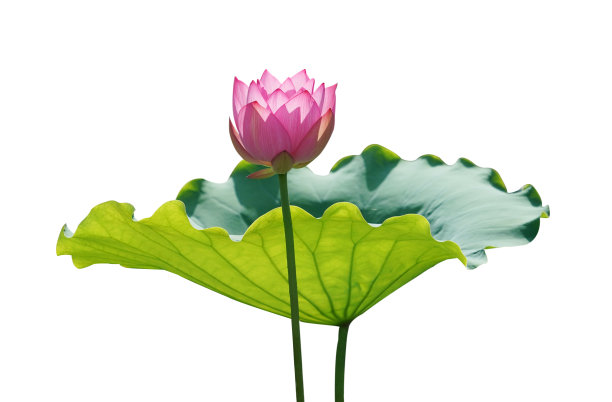 莲花孤立图片下载