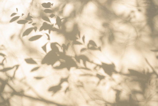 白色墙壁上灰色的叶子影子。抽象中性概念背景图片下载