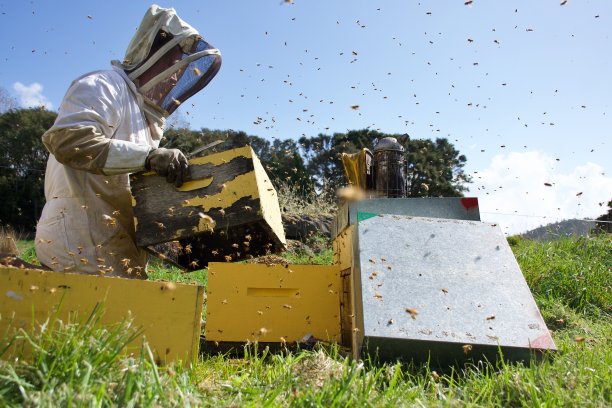 养蜂人在春天开放后重新整理他的蜂箱图片下载
