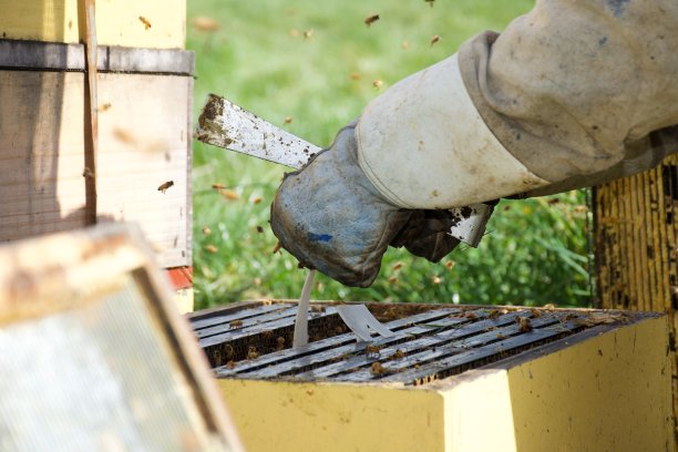 一个养蜂人放置瓦螨条在蜂箱的特写图片下载